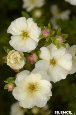 Potentille arbustive "Double Punch Cream" Pot 4L