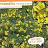 Potentille arbustive "Kobold" Pot 4.5L SILENCE ÇA POUSSE