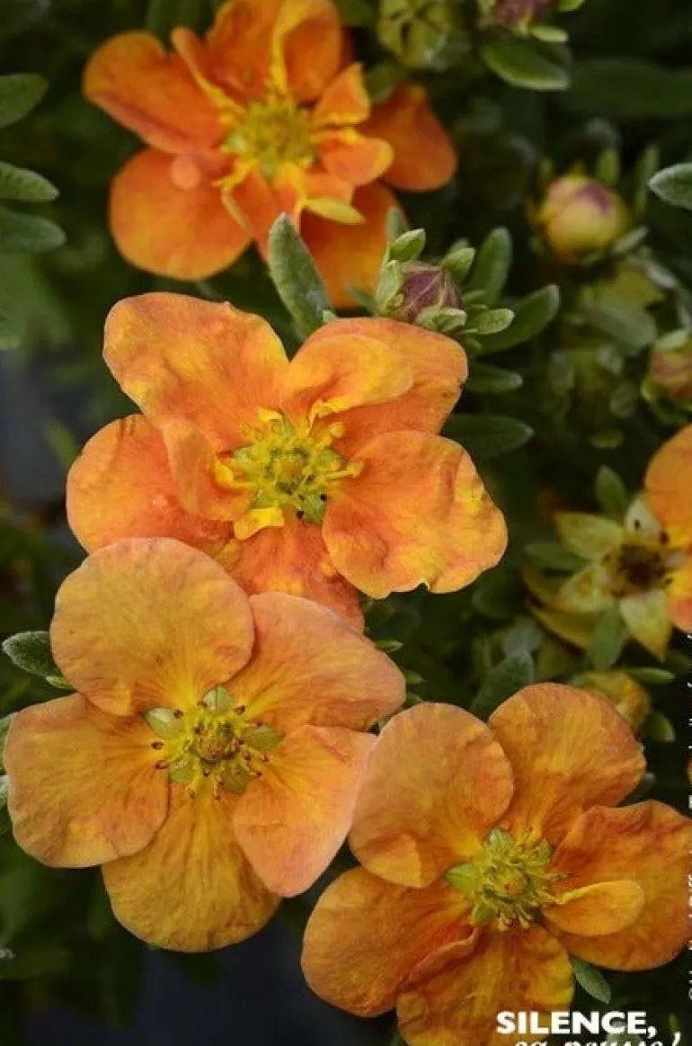 Potentille arbustive "Orang'issima" Pot 4L SILENCE ÇA POUSSE