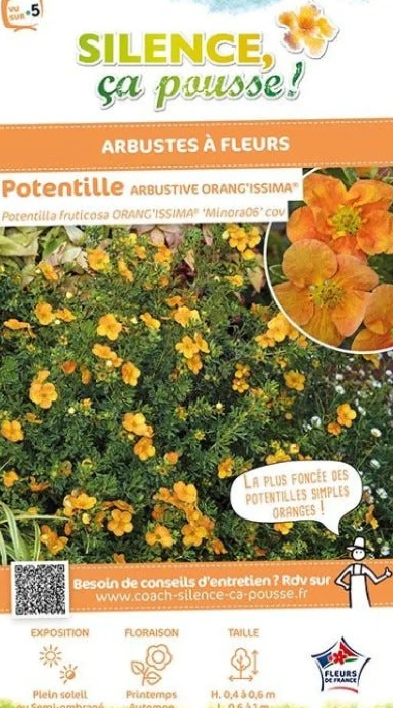 Potentille arbustive "Orang'issima" Pot 4L SILENCE ÇA POUSSE
