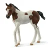 Poulain Paint Horse