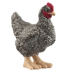 Poule Plymouth Rock