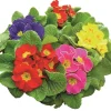 Primevère acaulis distancée barquette de 6 plants