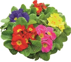 Primevère acaulis distancée barquette de 6 plants