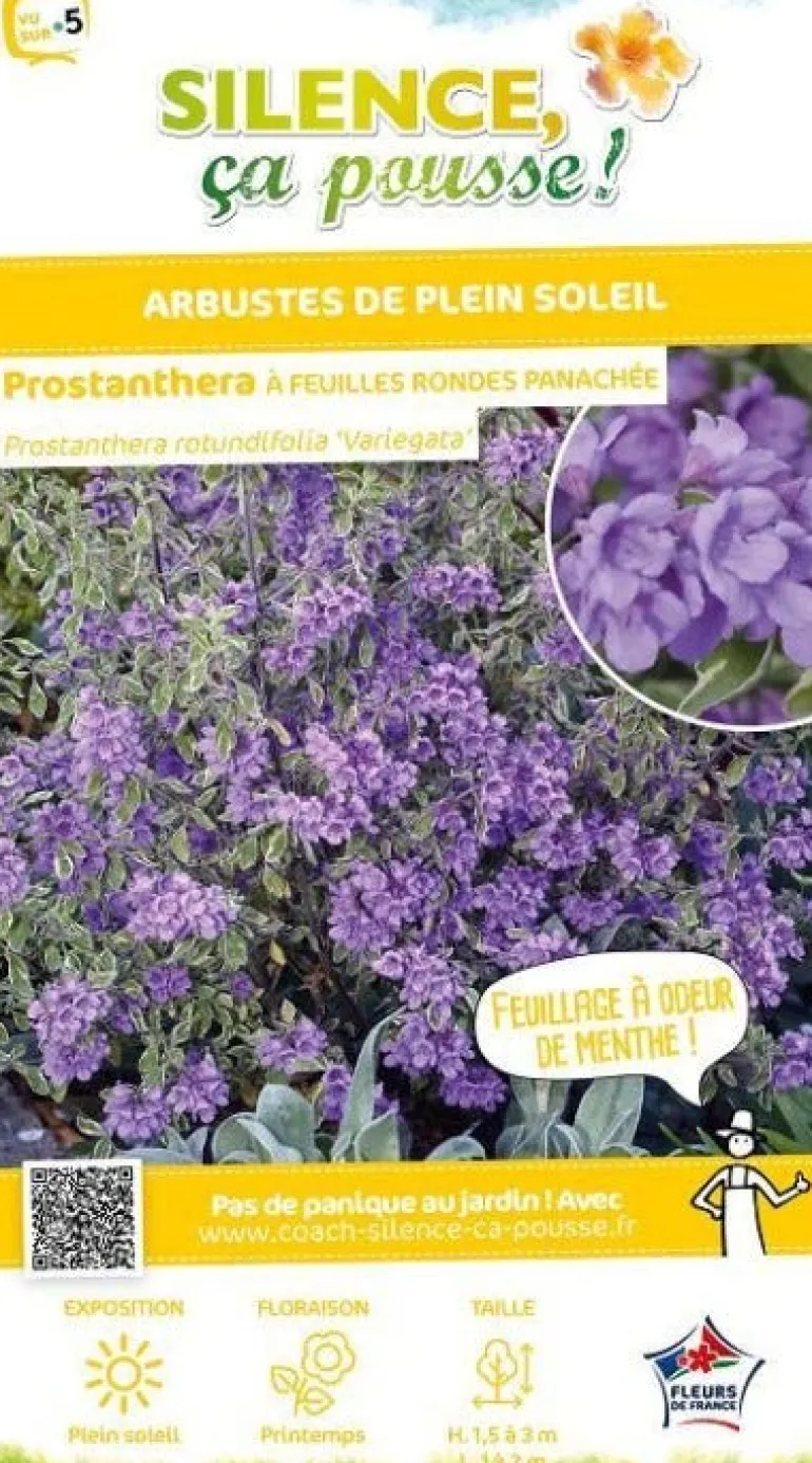 Prostanthera à feuilles rondes panachée Pot 4.5L