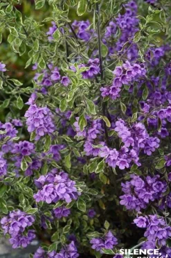 Prostanthera à feuilles rondes panachée Pot 4.5L