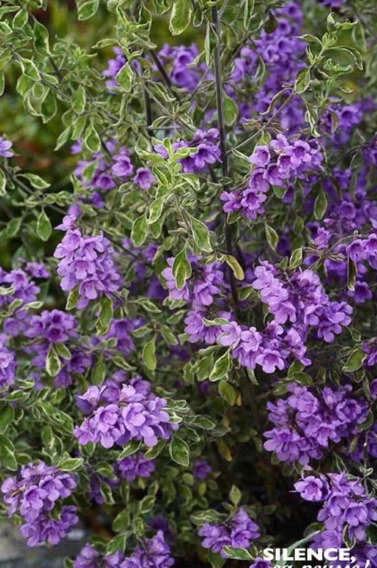 Prostanthera à feuilles rondes panachée Pot 4.5L