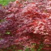 Érable du Japon "Atropurpureum" Pot 10L SILENCE ÇA POUSSE