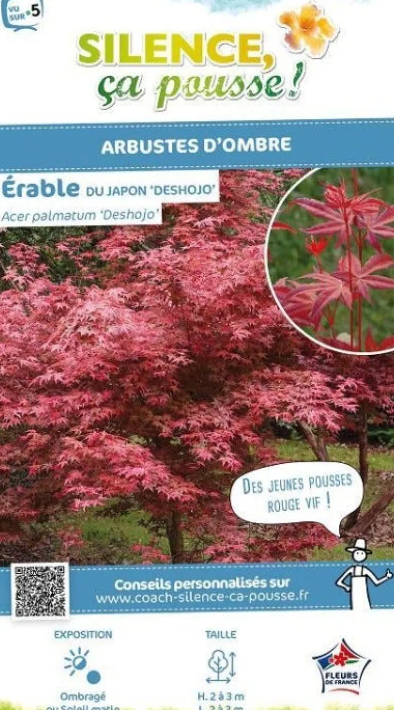 Érable du Japon "Deshojo" Pot 4.5L SILENCE ÇA POUSSE