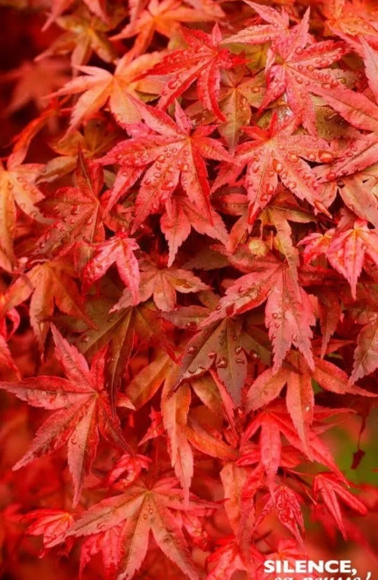 Érable du Japon "Deshojo" Pot 4.5L SILENCE ÇA POUSSE