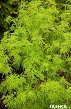 Érable du Japon "Seiryu" Pot 10L SILENCE ÇA POUSSE