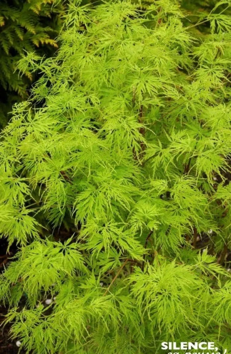 Érable du Japon "Seiryu" Pot 10L SILENCE ÇA POUSSE