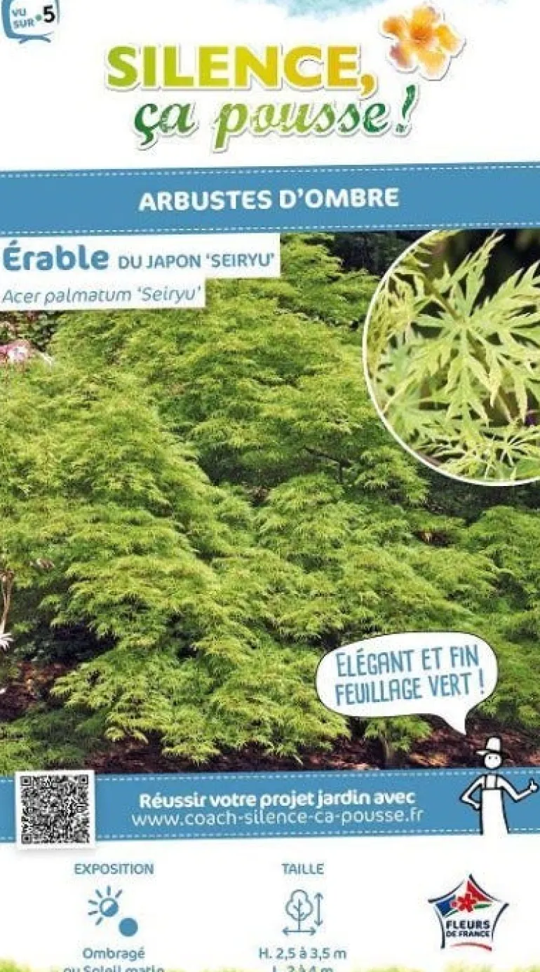 Érable du Japon "Seiryu" Pot 10L SILENCE ÇA POUSSE