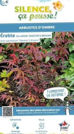Érable du Japon "Skeeter's broom" Pot 10L SILENCE ÇA POUSSE