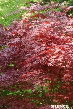 Érable du Japon "Atropurpureum" Pot 4.5L SILENCE ÇA POUSSE