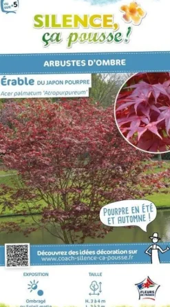 Érable du Japon "Atropurpureum" Pot 4.5L SILENCE ÇA POUSSE