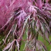 Érable du Japon Hana matoi Pot 4.5L