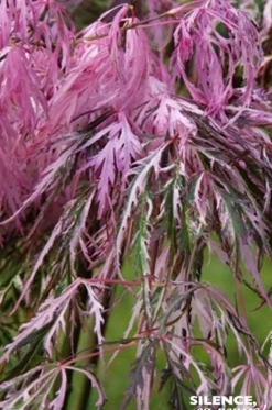 Érable du Japon Hana matoi Pot 4.5L