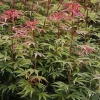 Érable du Japon Jerre Schwartz Pot 10L