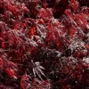 Érable du Japon lacinié "Firecracker" Pot 10L