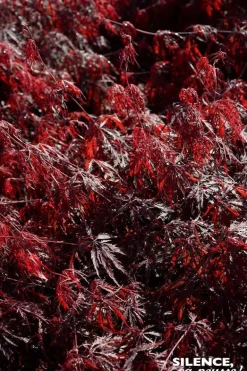 Érable du Japon lacinié "Firecracker" Pot 10L