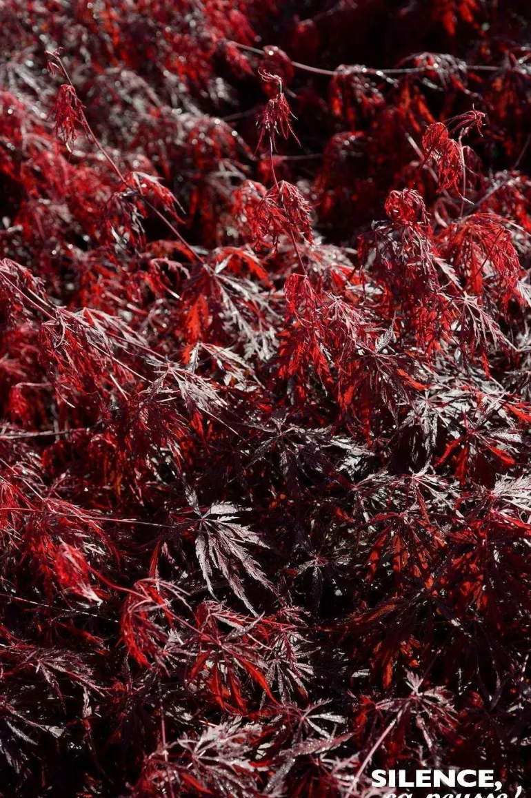Érable du Japon lacinié "Firecracker" Pot 10L