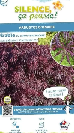 Érable du Japon lacinié "Firecracker" Pot 10L