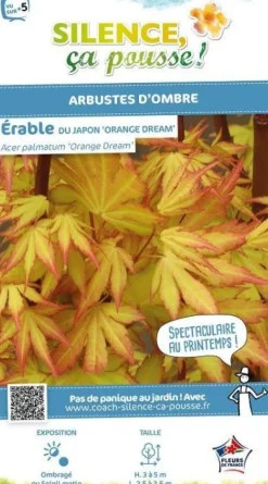Érable du Japon "Orange Dream" Pot 10L SILENCE ÇA POUSSE