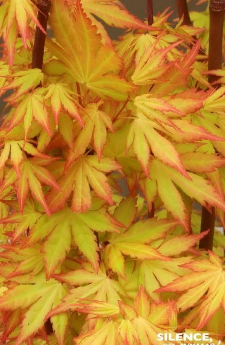 Érable du Japon "Orange Dream" Pot 4.5L SILENCE ÇA POUSSE