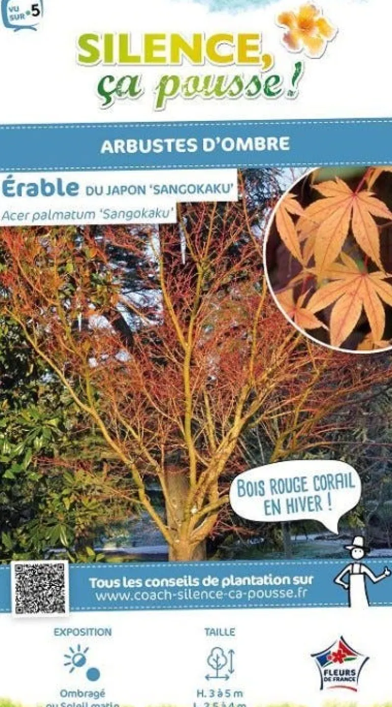 Érable du Japon "Sango-Kaku" Pot 10L SILENCE ÇA POUSSE