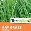 Ray grass Italie 500g