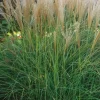 Roseau de Chine "Kleine Silberpinne" Pot 4.5L