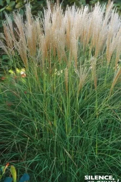 Roseau de Chine "Kleine Silberpinne" Pot 4.5L