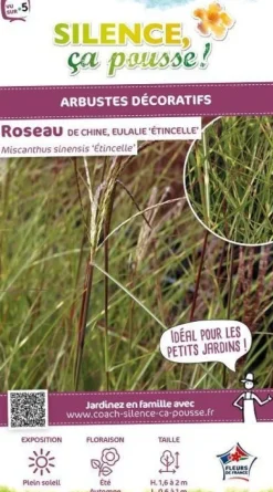 Roseau de Chine "Étincelle" Pot 4.5L SILENCE ÇA POUSSE