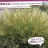 Roseau de "Yakushima, miscanthus, Eulalie"Pot 4.5L