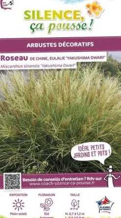 Roseau de "Yakushima, miscanthus, Eulalie"Pot 4.5L