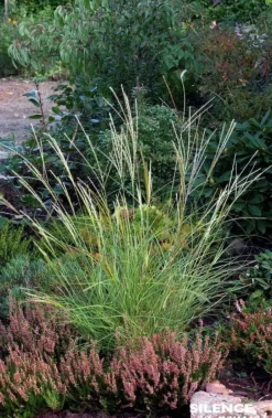 Roseau de "Yakushima, miscanthus, Eulalie"Pot 4.5L