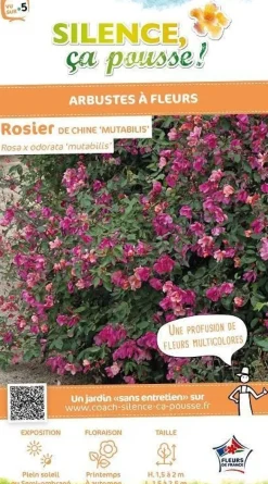 Rosier de Chine "Mutabilis" Pot 4.5L SILENCE ÇA POUSSE