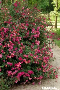 Rosier de Chine "Mutabilis" Pot 4.5L SILENCE ÇA POUSSE