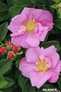 Rosier rugueux "Angelia Pink, Rosier du Japon" Pot 4.5L