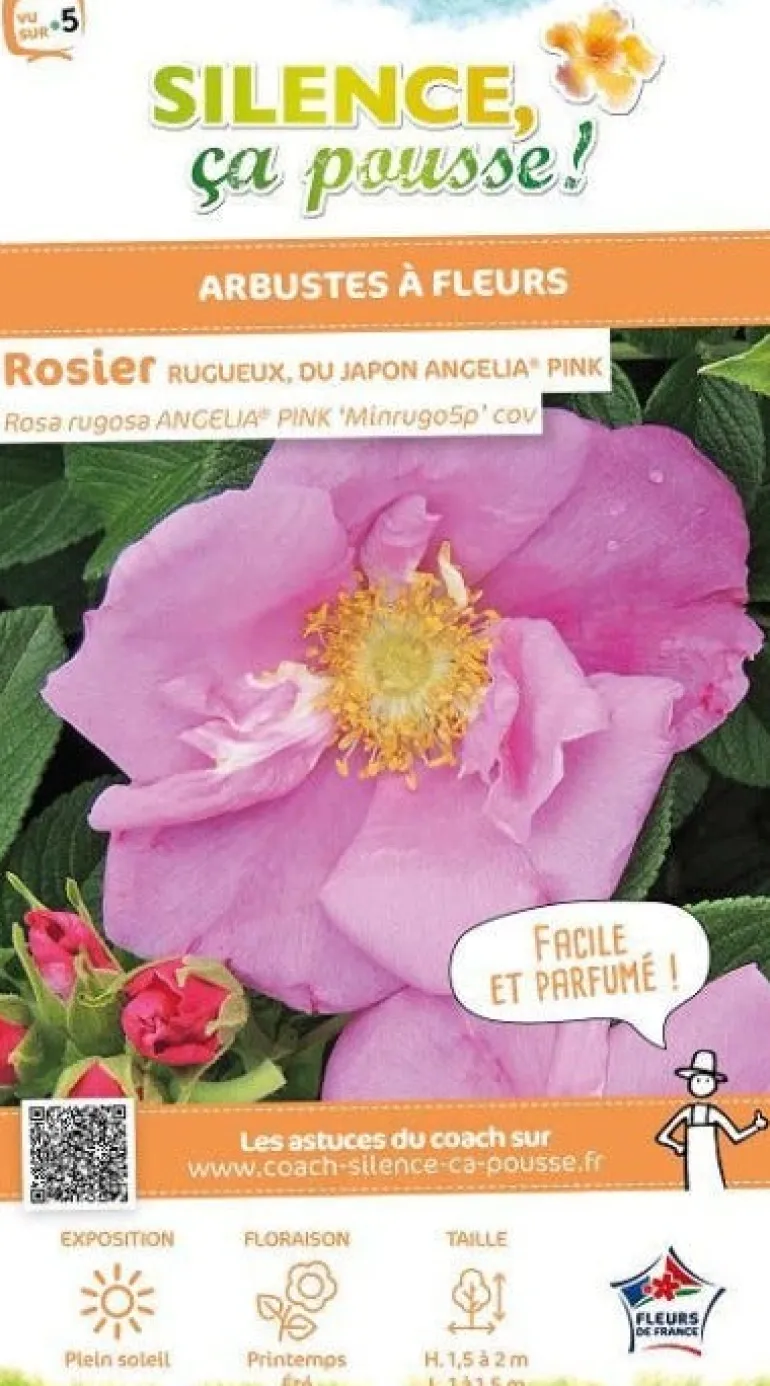 Rosier rugueux "Angelia Pink, Rosier du Japon" Pot 4.5L