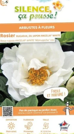 Rosier rugueux "Angelia White, Rosier du Japon" Pot 4.5L