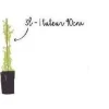 Rosier de Banks Banksiae "Lutea" Pot 3L