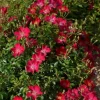 Rosier paysager "Ruby Pop" Pot 4.5L SILENCE ÇA POUSSE