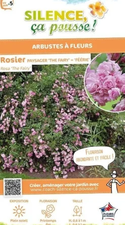Rosier Paysager "The Fairy = Féérie" Pot 4.5L