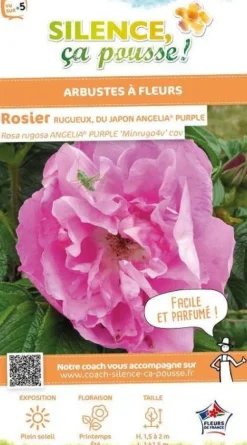 Rosier rugueux "Angelia Purple, Rosier du Japon" Pot 4.5L