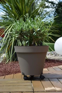 Roule plante extensible à 3 roulettes 27-37 gris anthracite