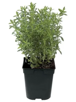 Sarriette prêt à consommer Pot 1L