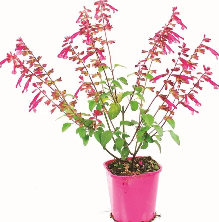Sauge Arbustive Pot 2L