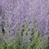 Sauge de Sibérie "Blue Spire" Pot 4.5L SILENCE ÇA POUSSE